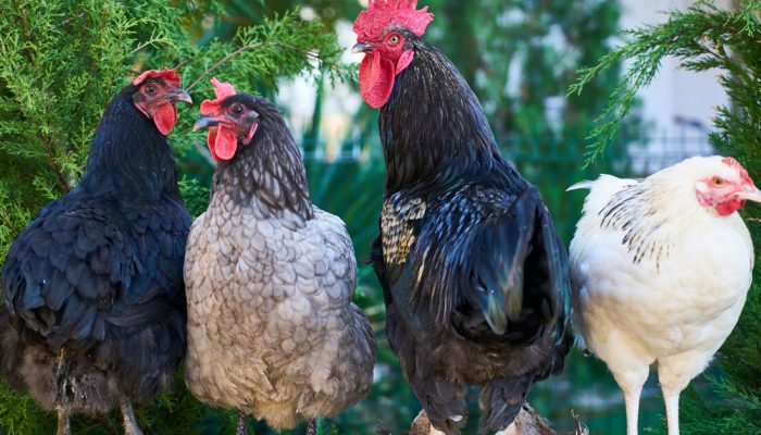 ADD K3C 01 ADD K3C 01